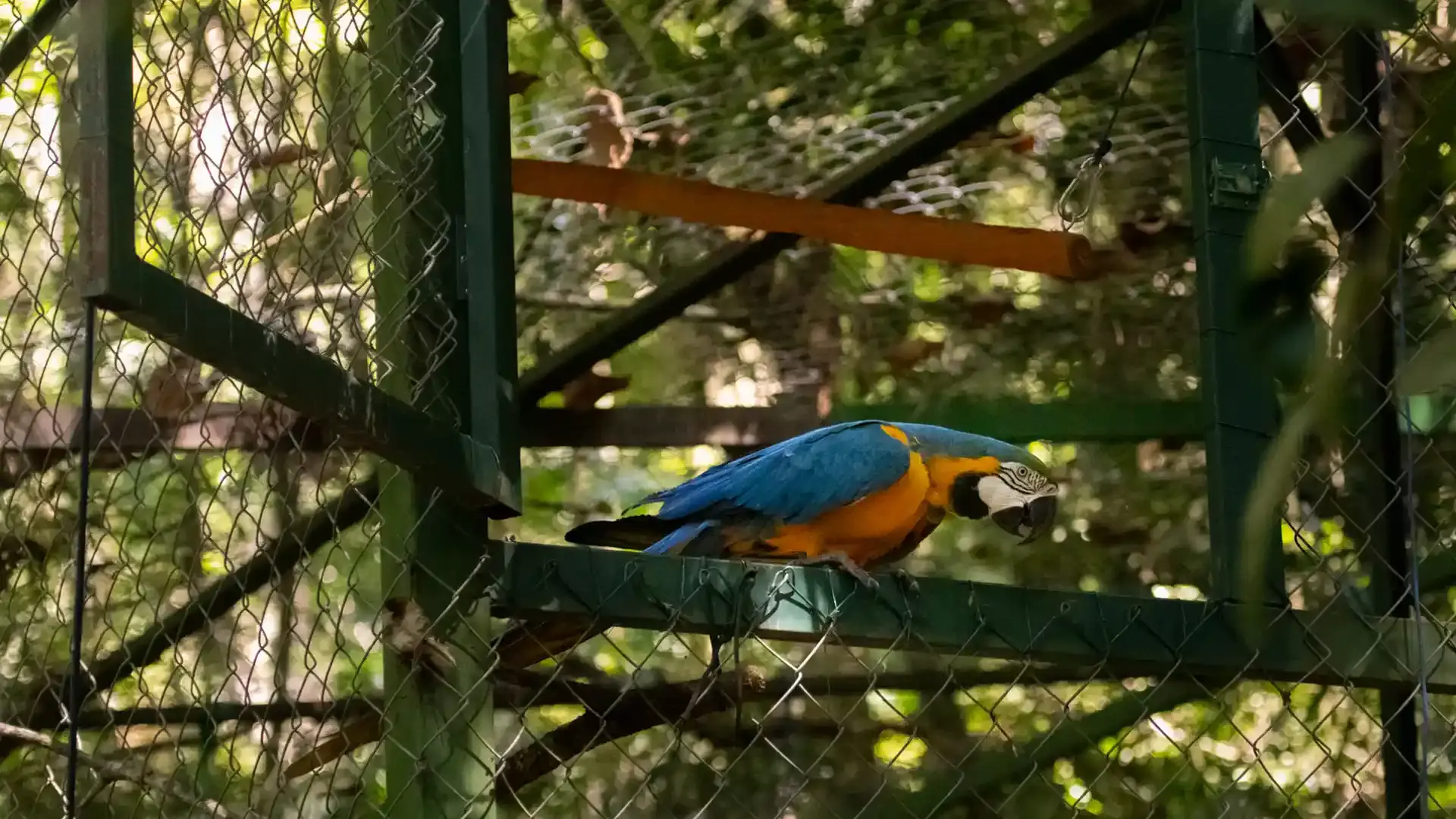Araras-canindés voltam a voar no Parque Nacional da Tijuca após mais de 200 anos – Meio